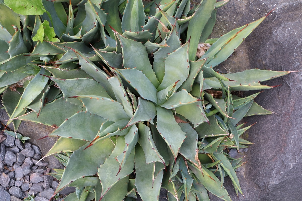 Verwechswechlungsgefahr mit Aloe - Agave parryi