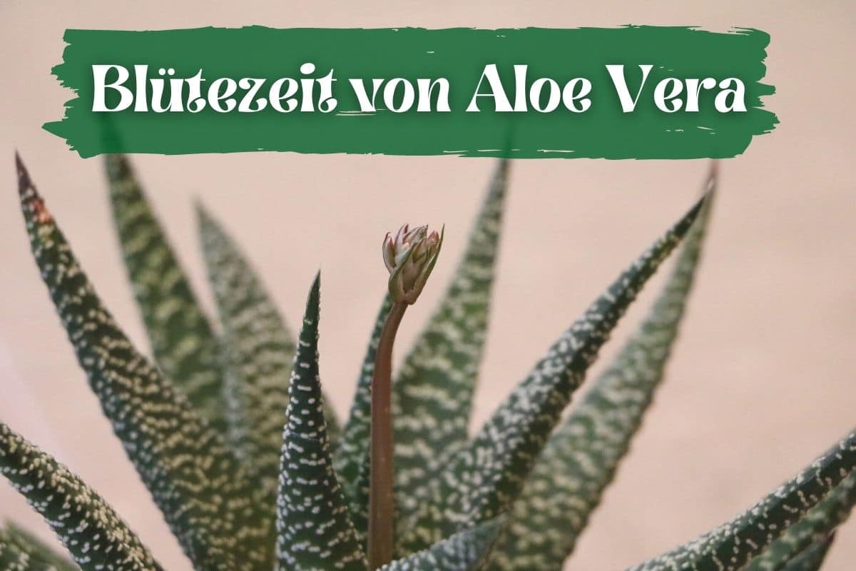 Blütezeit von Aloe Vera