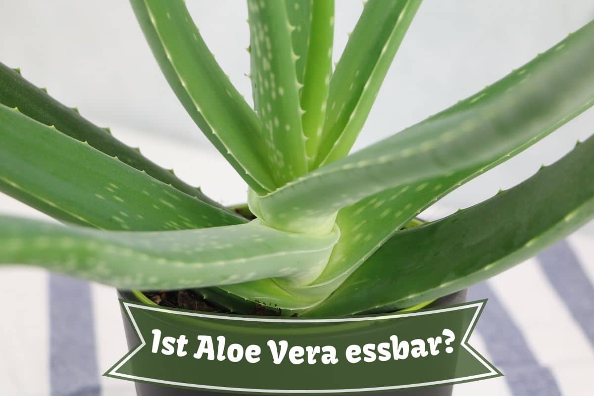Kann man die Aloe Vera Pflanze essen? - Gartenrat.de