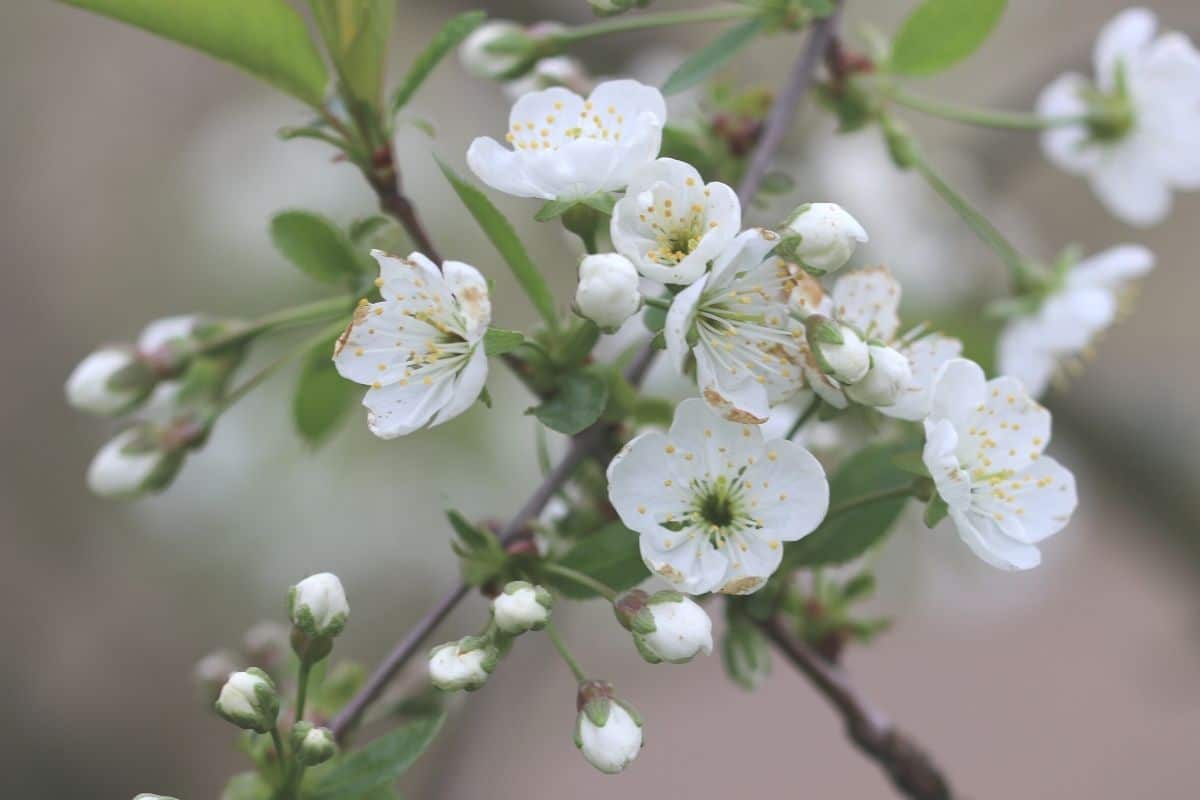 Apfel - Malus