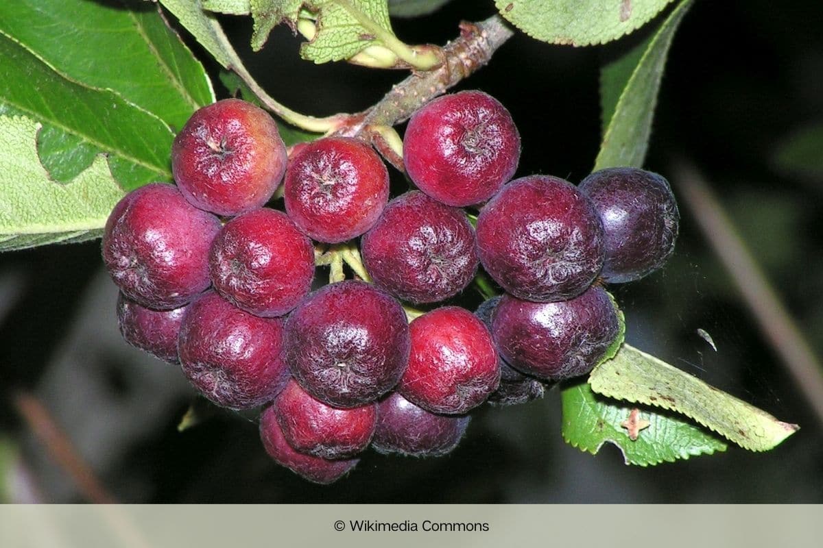 Aronia-Hybride - Sorbaronia mitschurinii