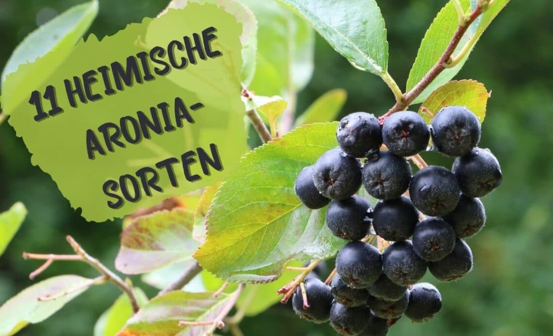 Heimische Aronia-Sorten - Aronia melanocarpa