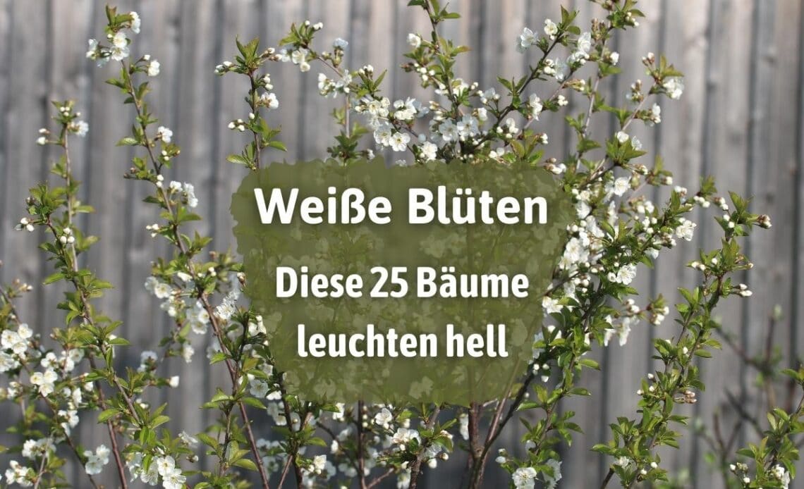 Bäume mit weißen Blüten - Sauerkirsche