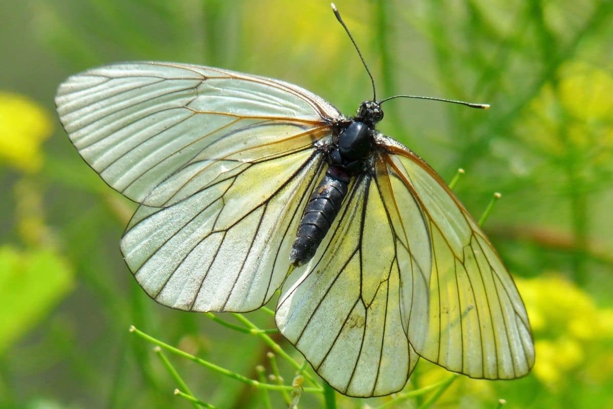 Baum-Weißling - Aporia crataegi