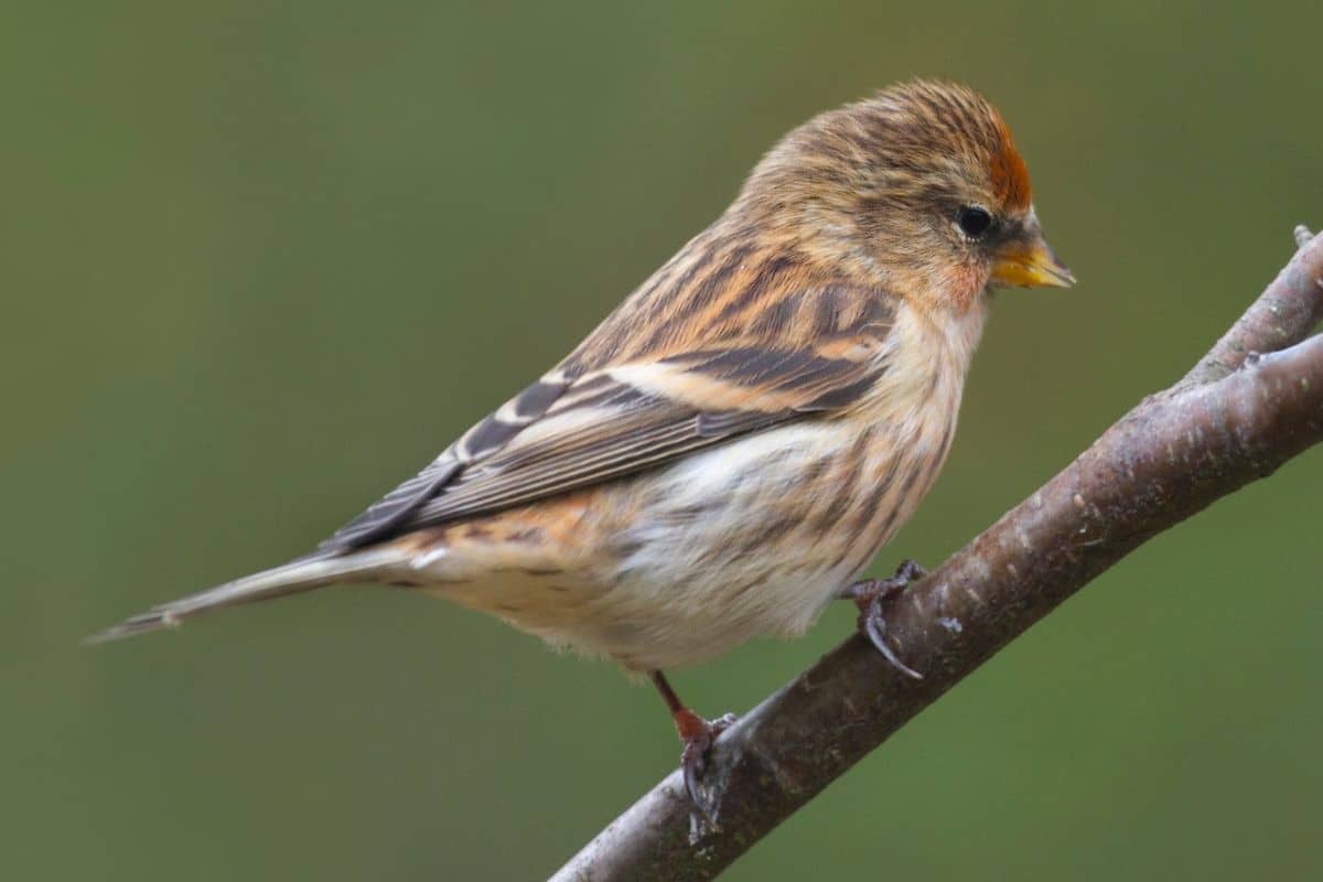 Birkenzeisig - Carduelis flammea