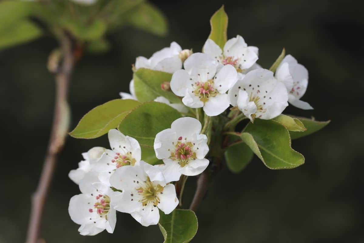 Baum mit weißen Blüten - Birne