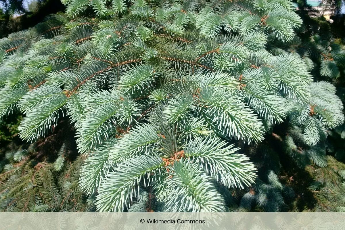 Blaufichte - Picea pungens