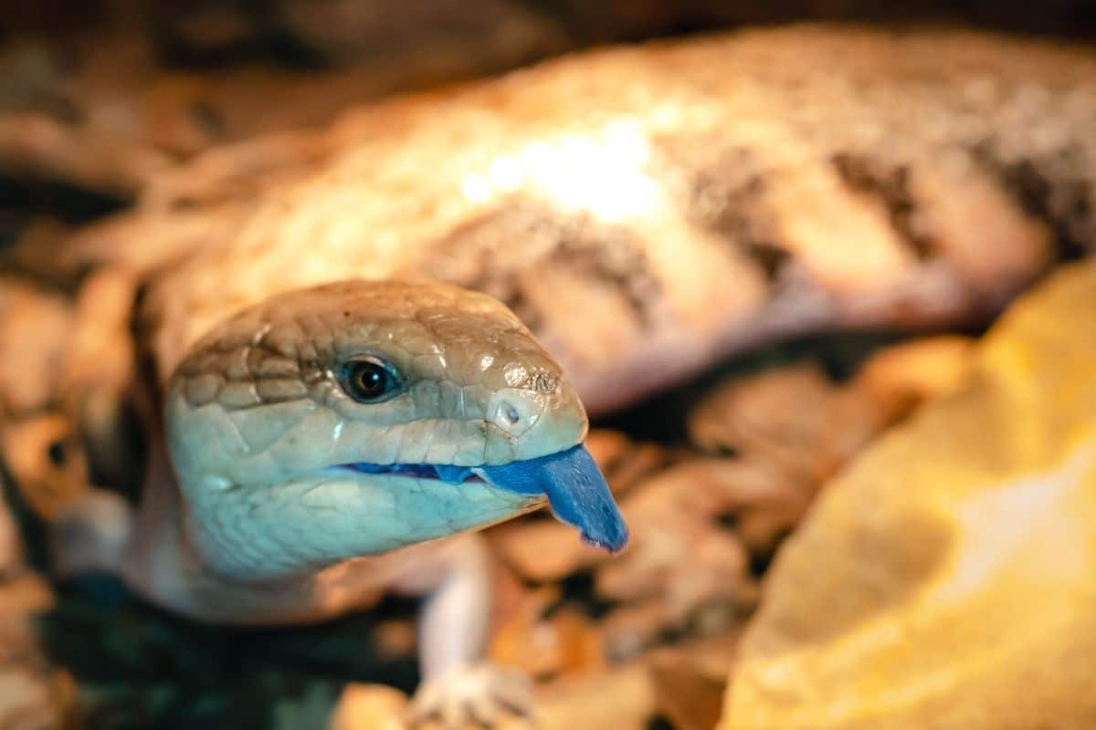 Was fressen Eidechsen - Blauzungenskink