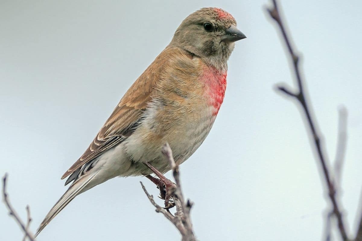 Bluthänfling - Carduelis cannabina