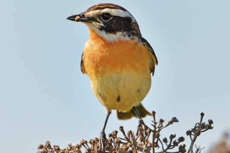 Vogel mit oranger Brust/Bauch: welcher ist es? - Gartenrat.de