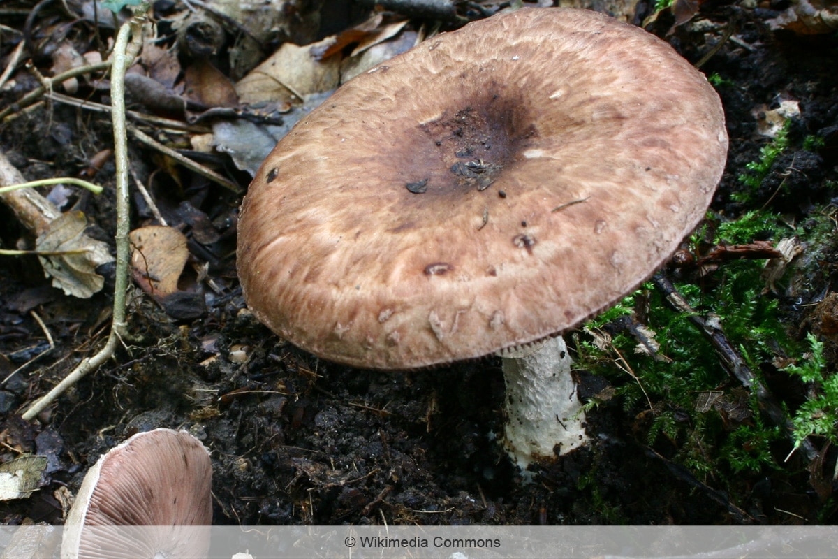 Breitschuppiger Champignon - Agaricus lanipes