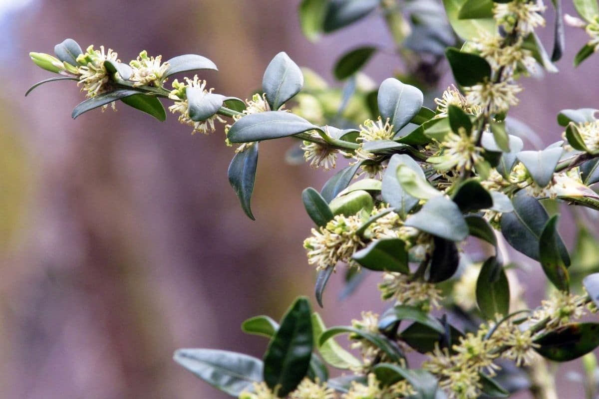 Buchsbaum - Buxus sempervirens