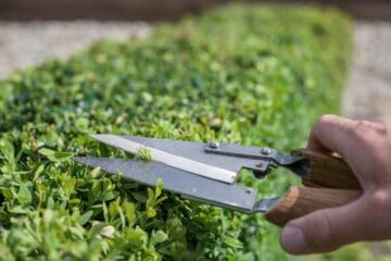 Idealer Zeitpunkt wann schneidet man Buchsbaum? Gartenrat.de
