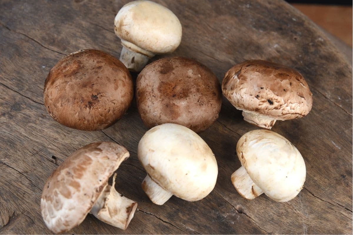 Champignons