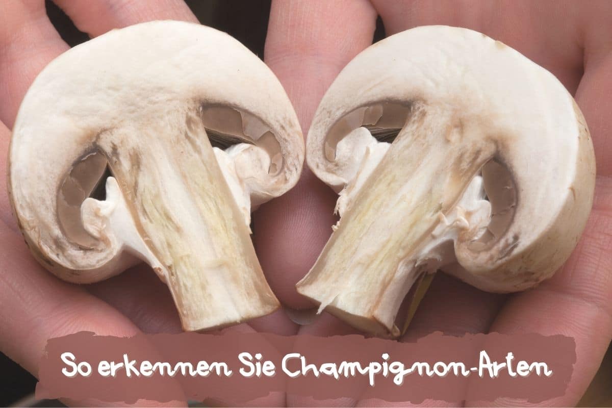 Champignons erkennen