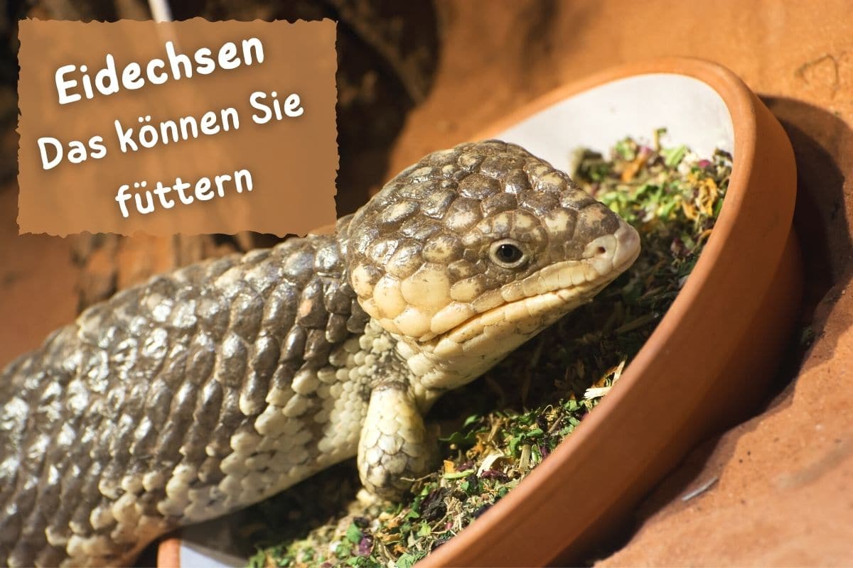 Das fressen Eidechsen