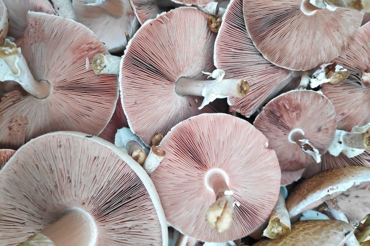 Dünnfleischiger Anis-Champignon - Agaricus silvicola