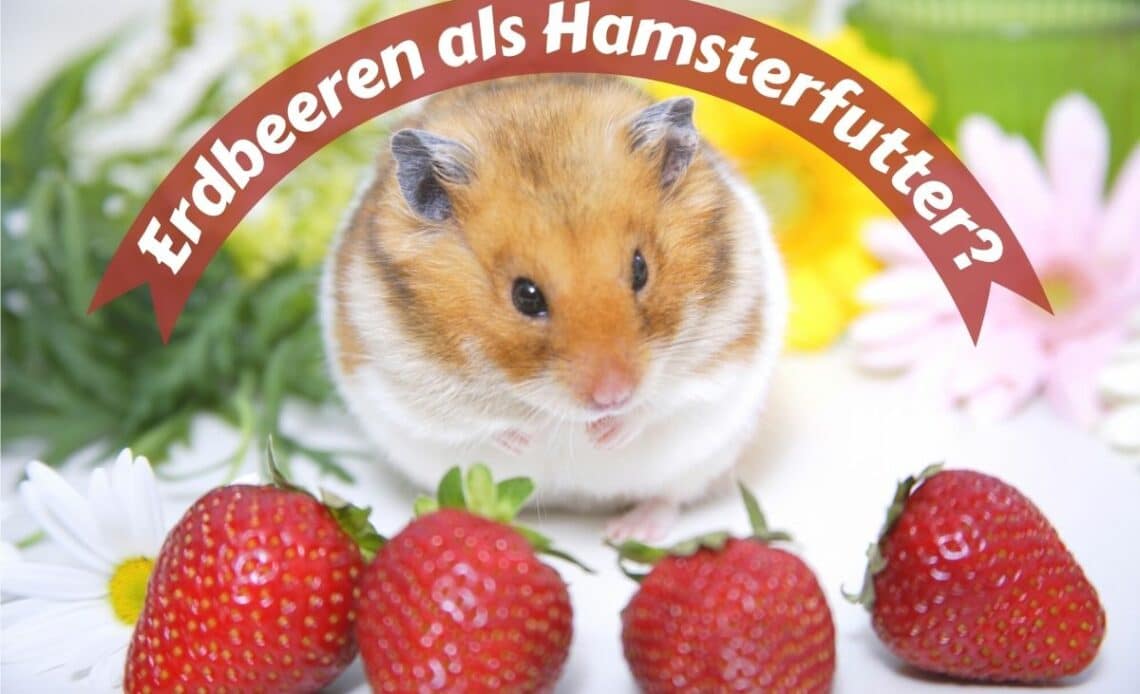 Hamster mit Erdbeeren