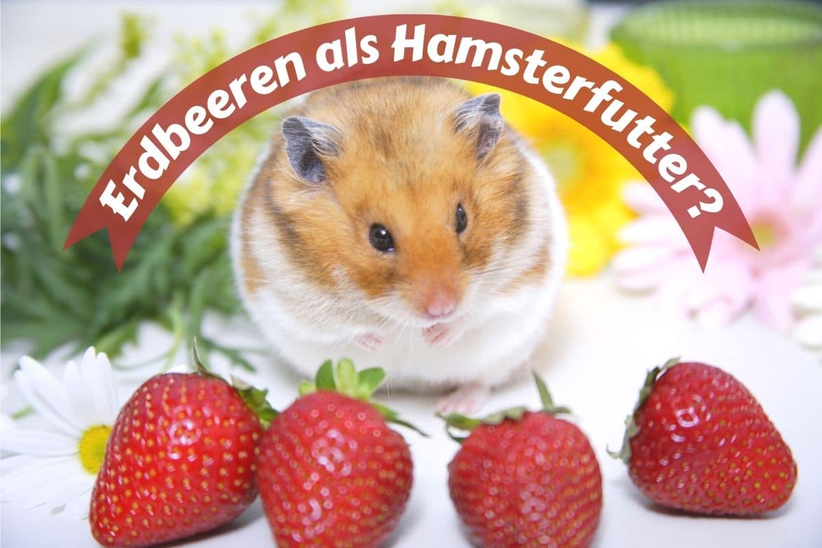 Dürfen Hamster Erdbeeren essen? Gartenrat.de