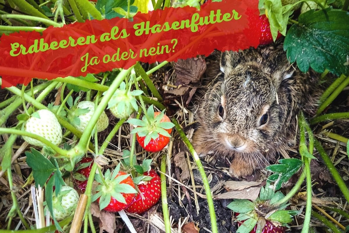 Dürfen Hasen Erdbeeren essen