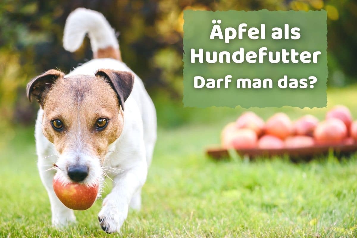 Dürfen Hunde Äpfel essen