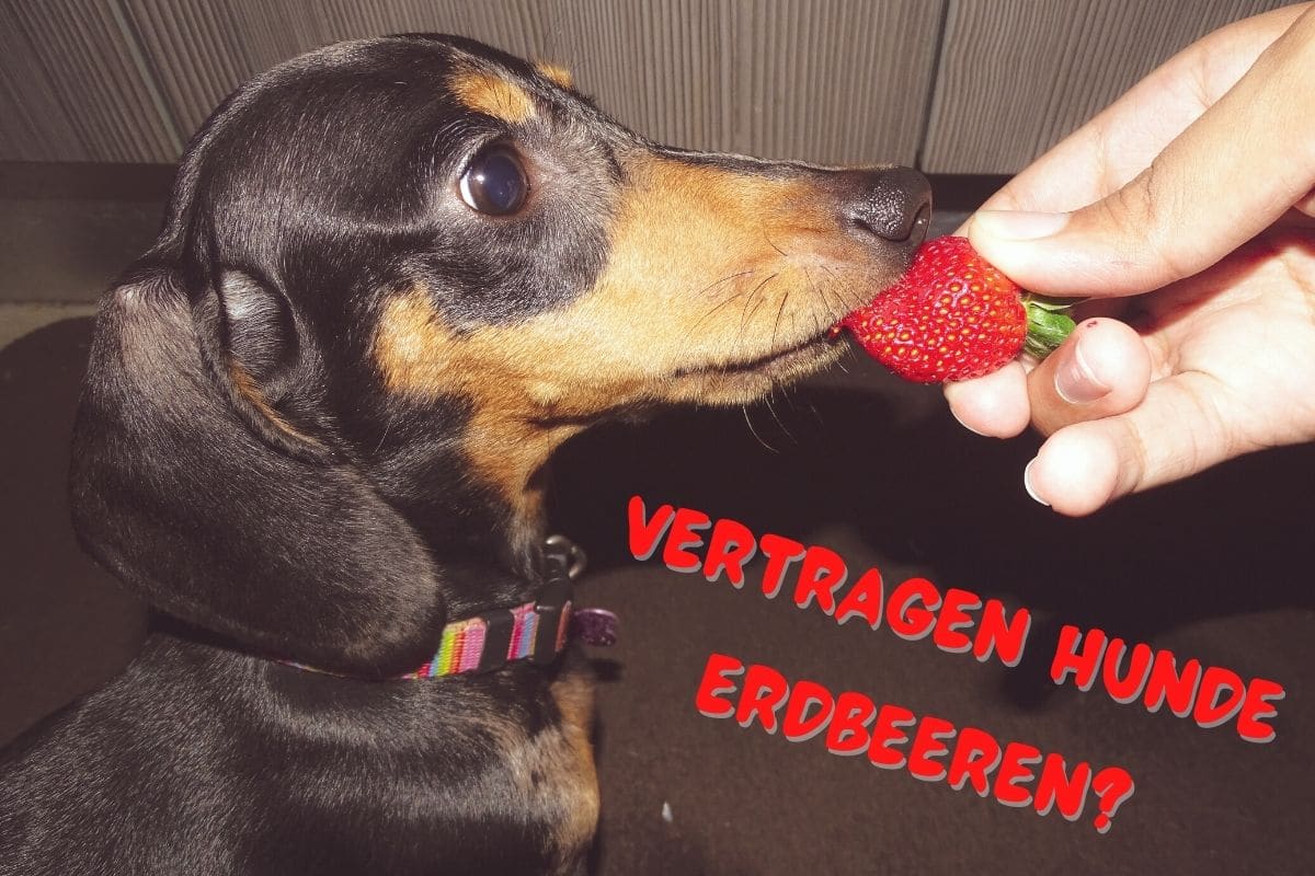 Dürfen Hunde Erdbeeren essen