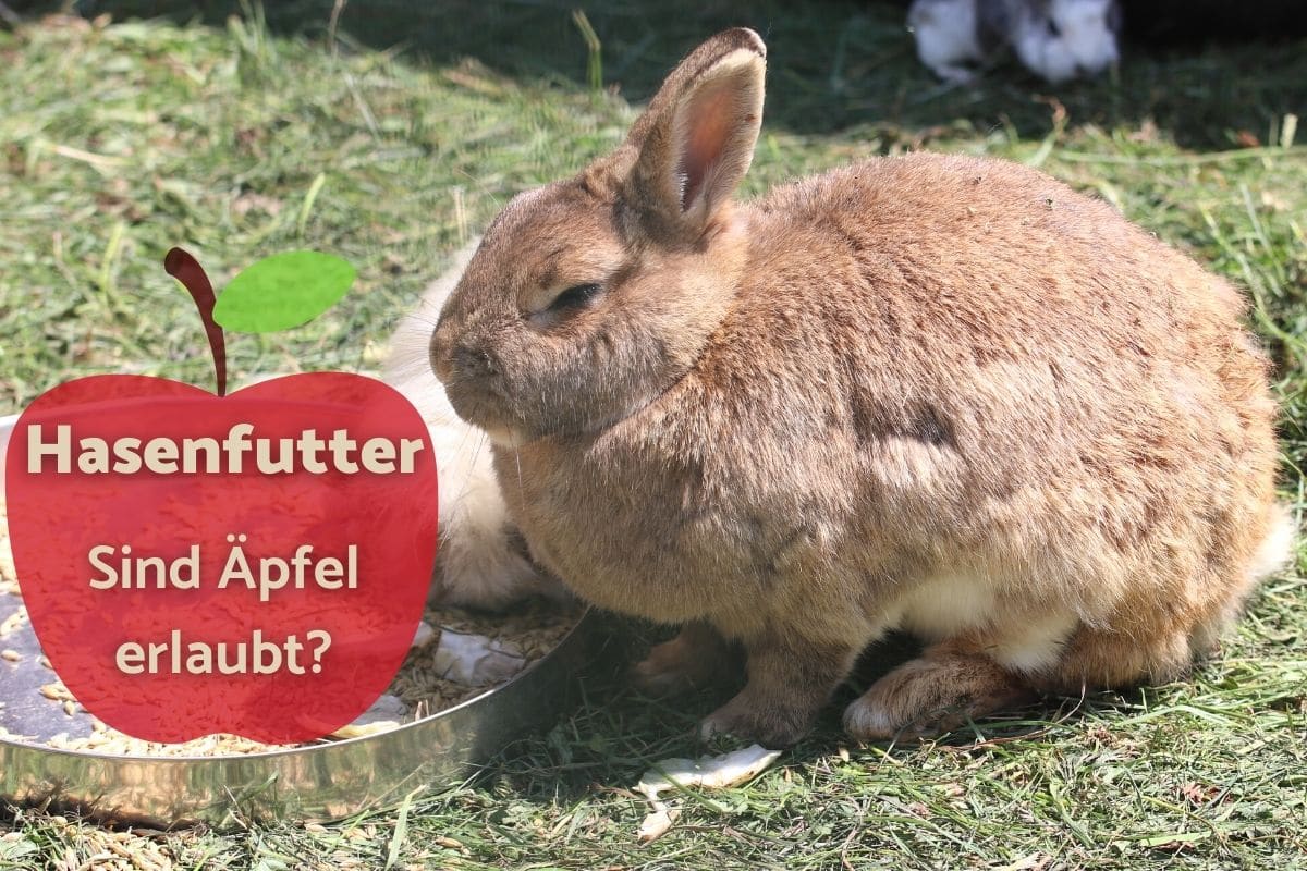 Dürfen Kaninchen Äpfel essen - Hase am Futtertrog