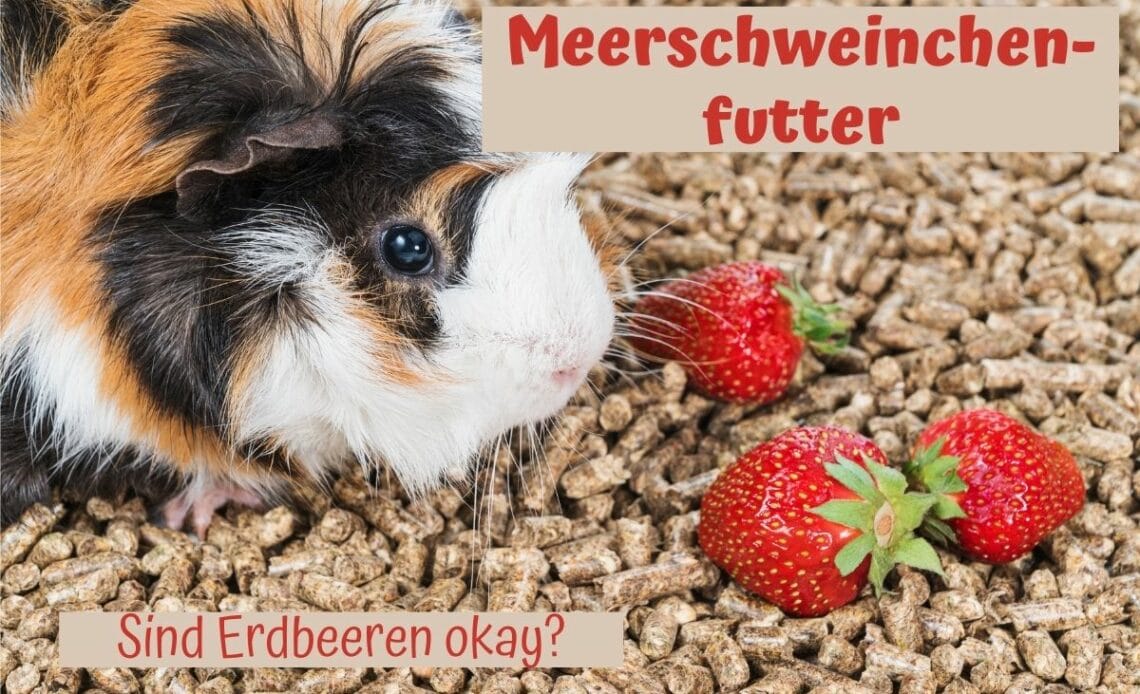 Meerschweinchen mit Erdbeeren