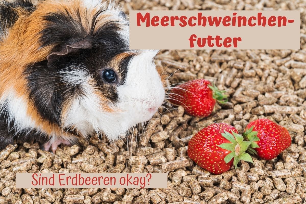 Dürfen Meerschweinchen Erdbeeren essen? Gartenrat.de