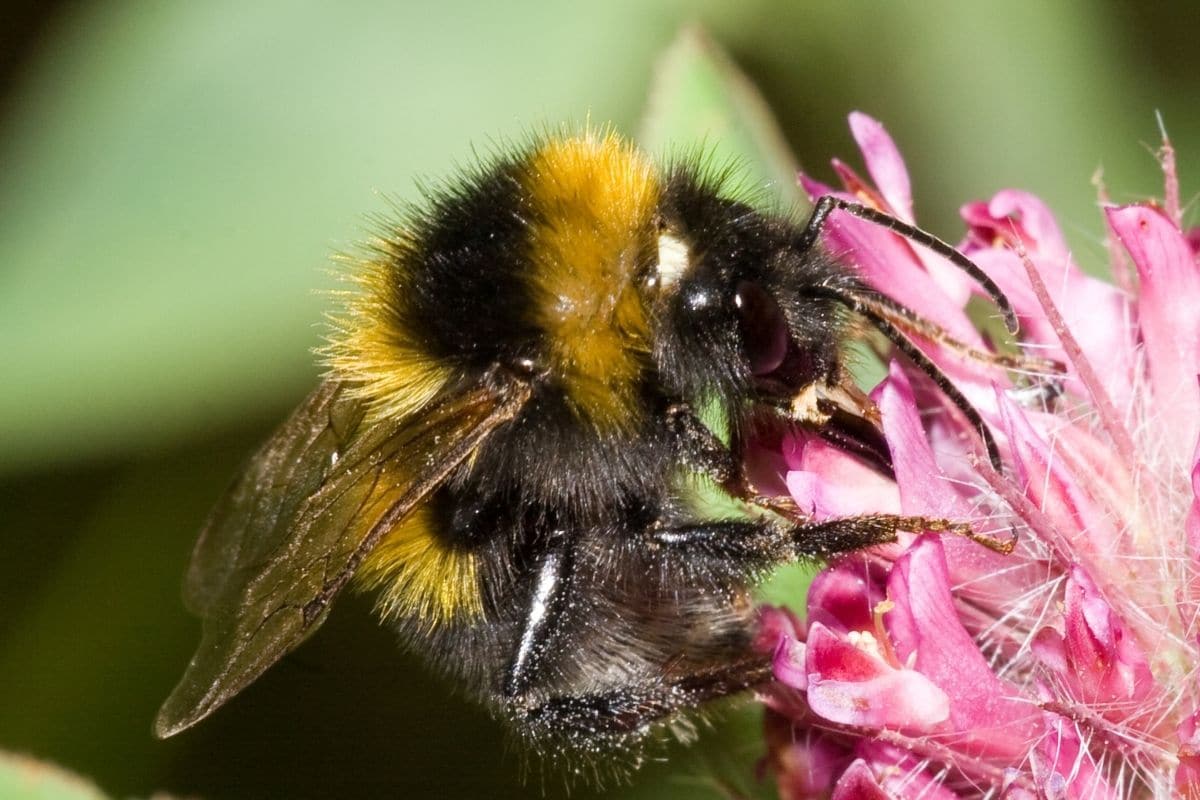 Dunkle Erdhummel - Bombus terrestris