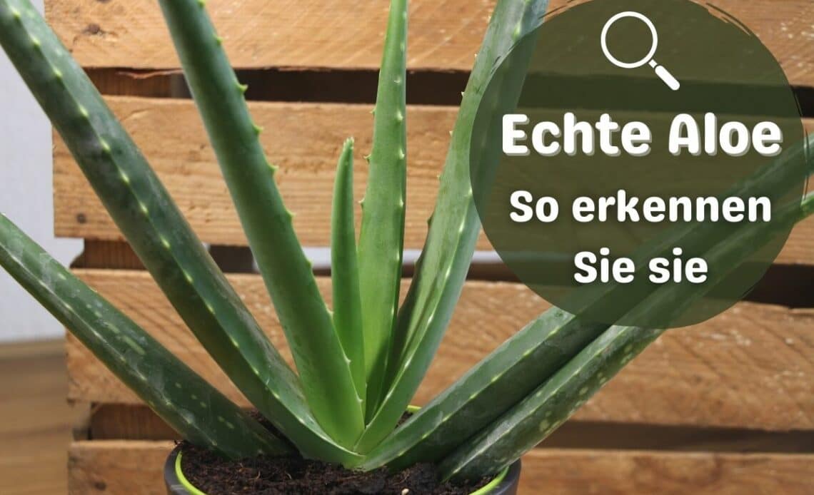 Echte Aloe Vera erkennen