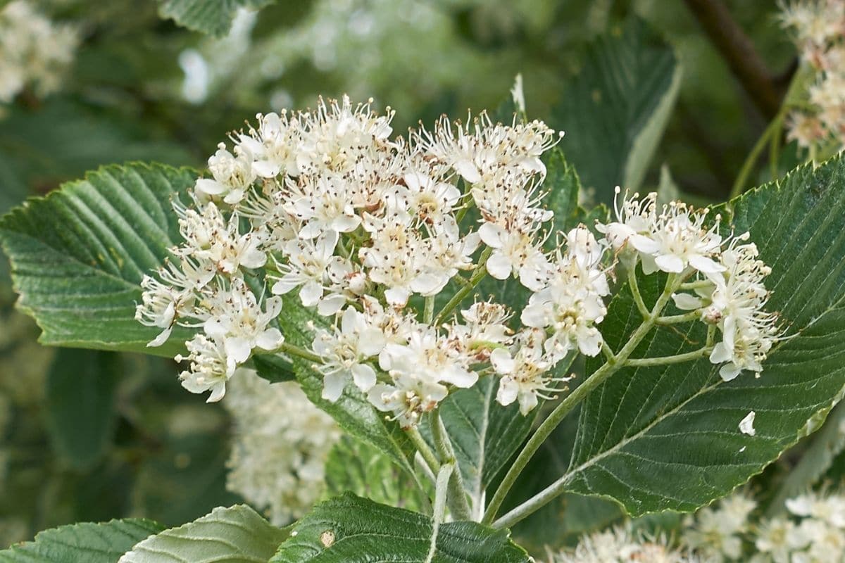 Baum mit weißen Blüten - Echte Mehlbeere