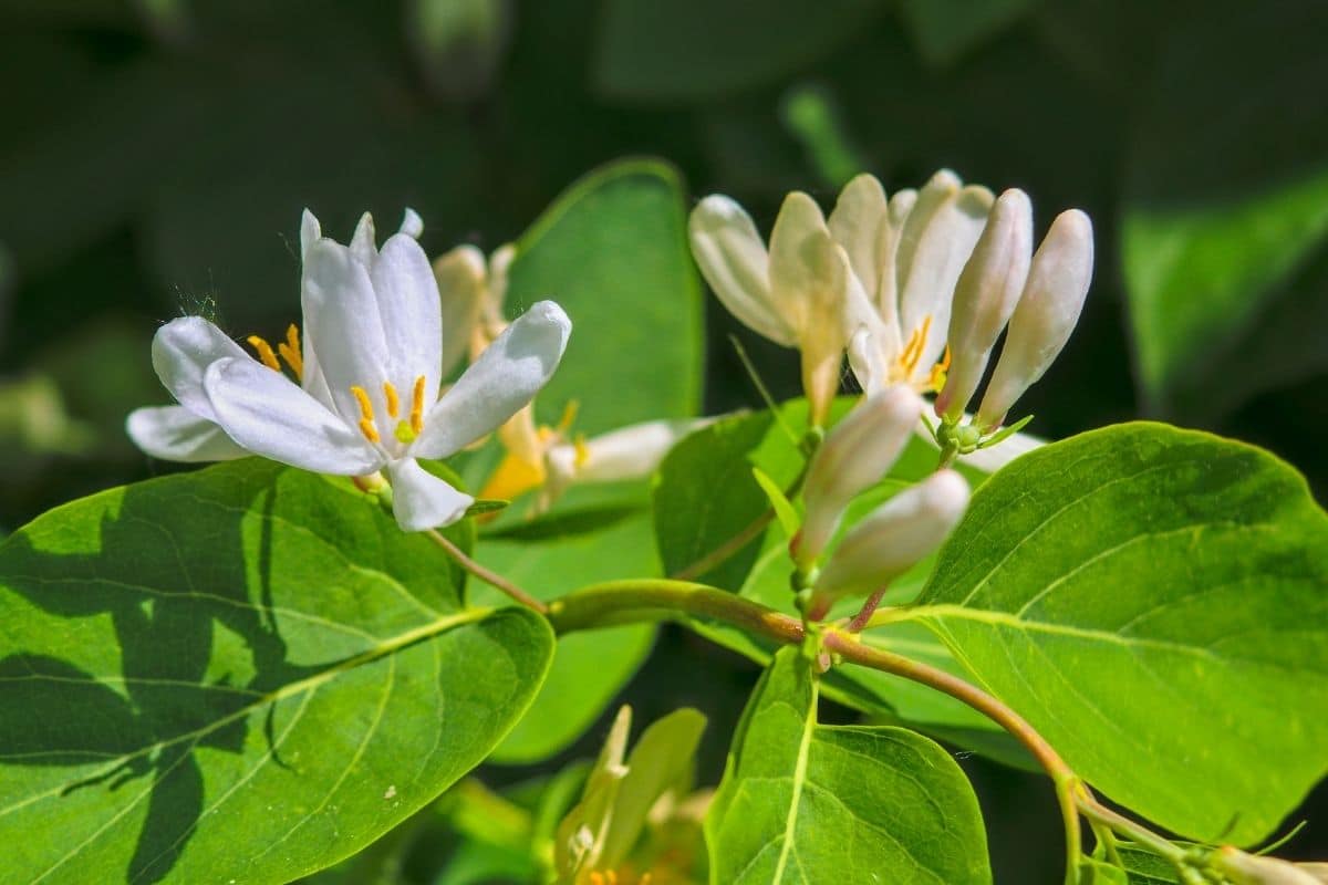 Echter Faulbaum - Frangula alnus