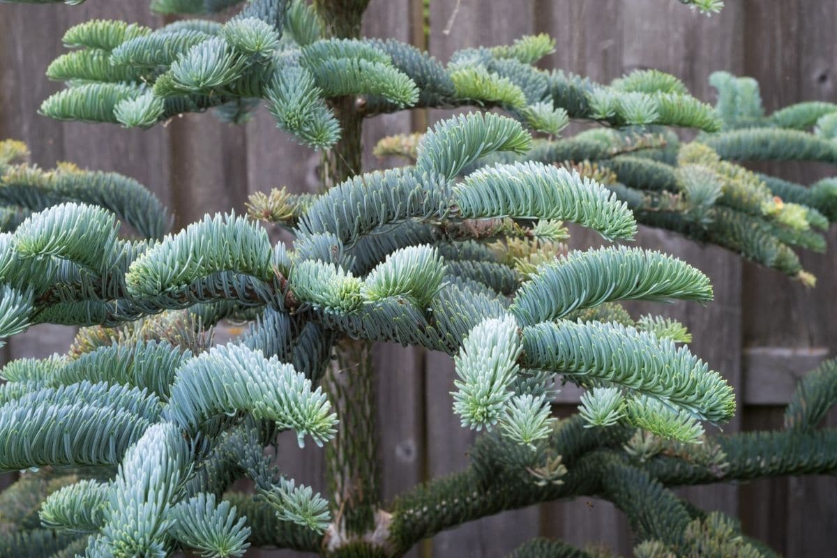 Edeltanne - Abies procera