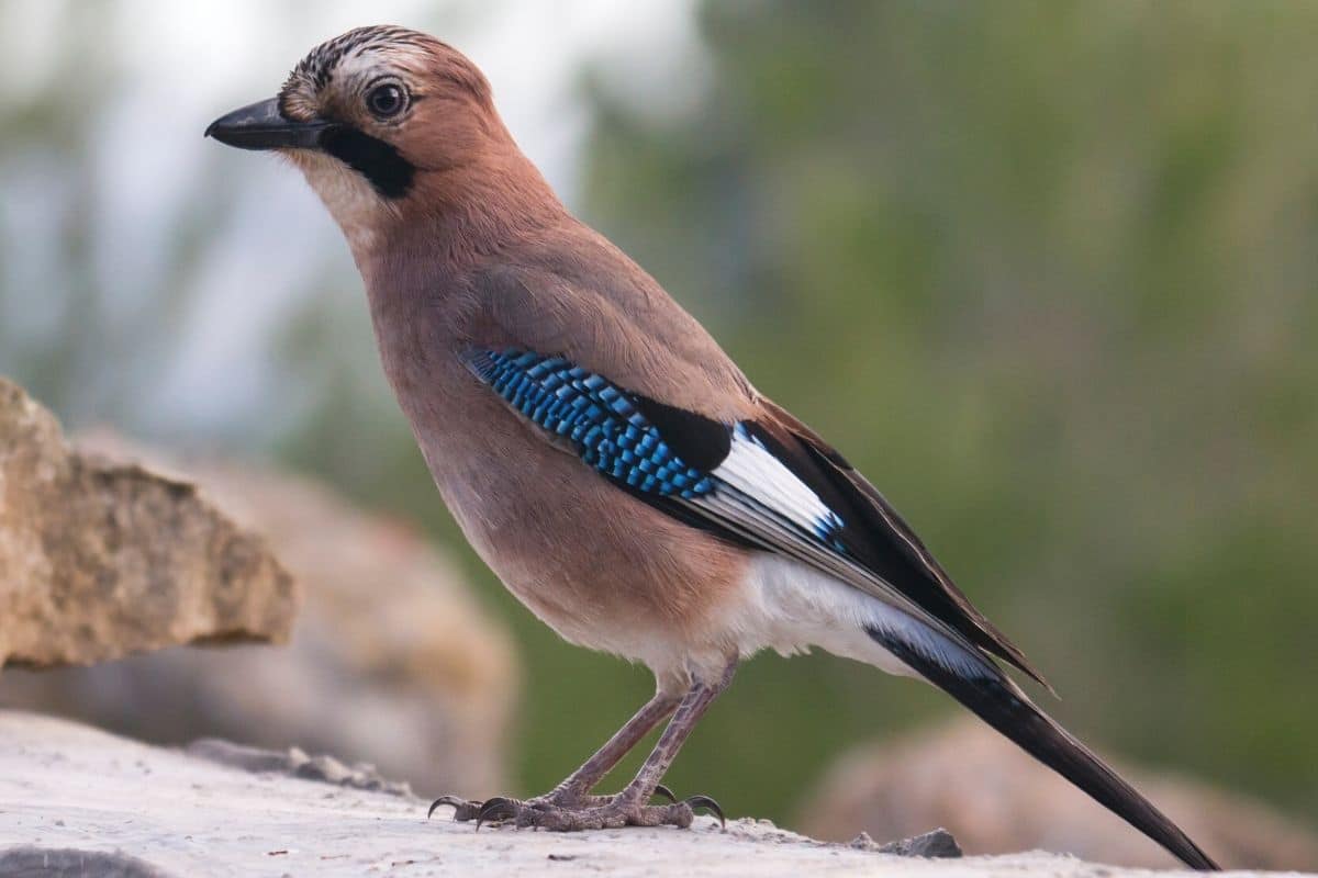 Eichelhäher - Garrulus glandarius