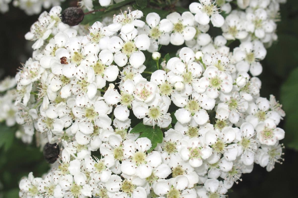 Eingriffeliger Weißdorn - Crataegus monogyna