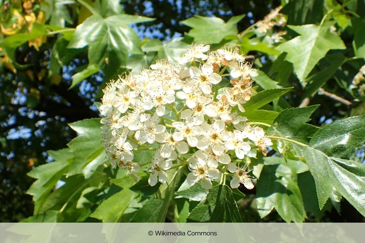 Elsbeere - Sorbus torminalis