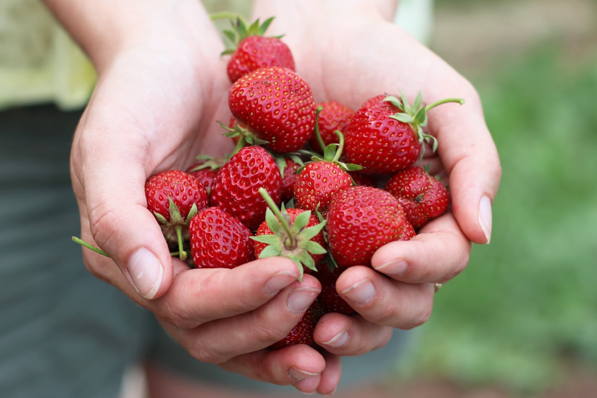 Erdbeeren - Fragaria