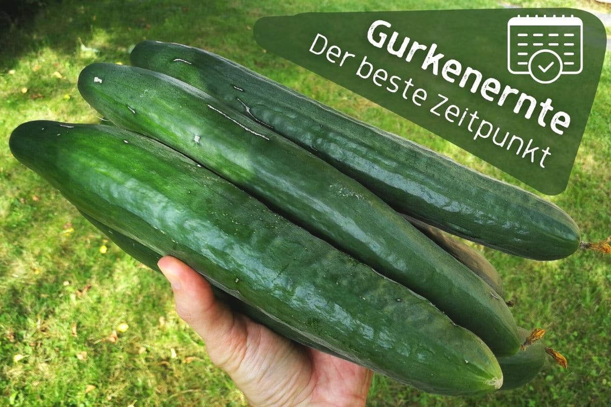 Erntezeit von Gurken