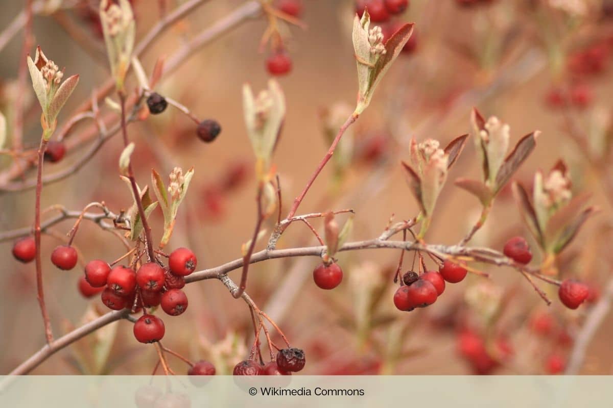 Aronia-Sorten - Filzige Apfelbeere - Aronia arbutifolia