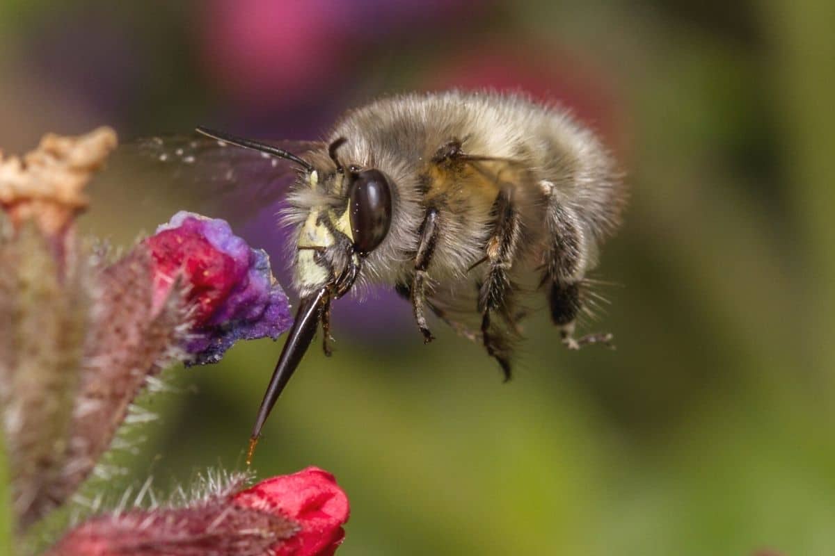 Bienen mit Rüssel - Frühlings-Pelzbiene