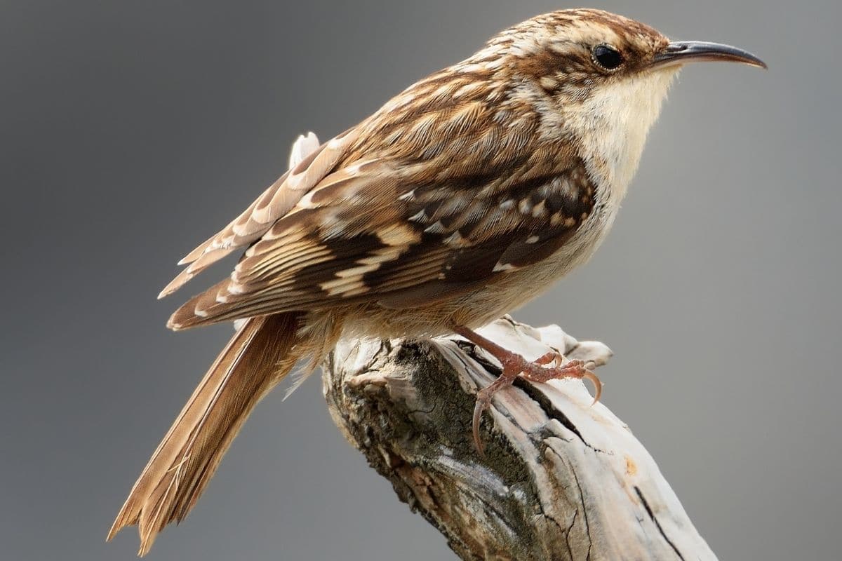 Heimische Standvögel: 19 Arten mit Bild - Gartenrat.de