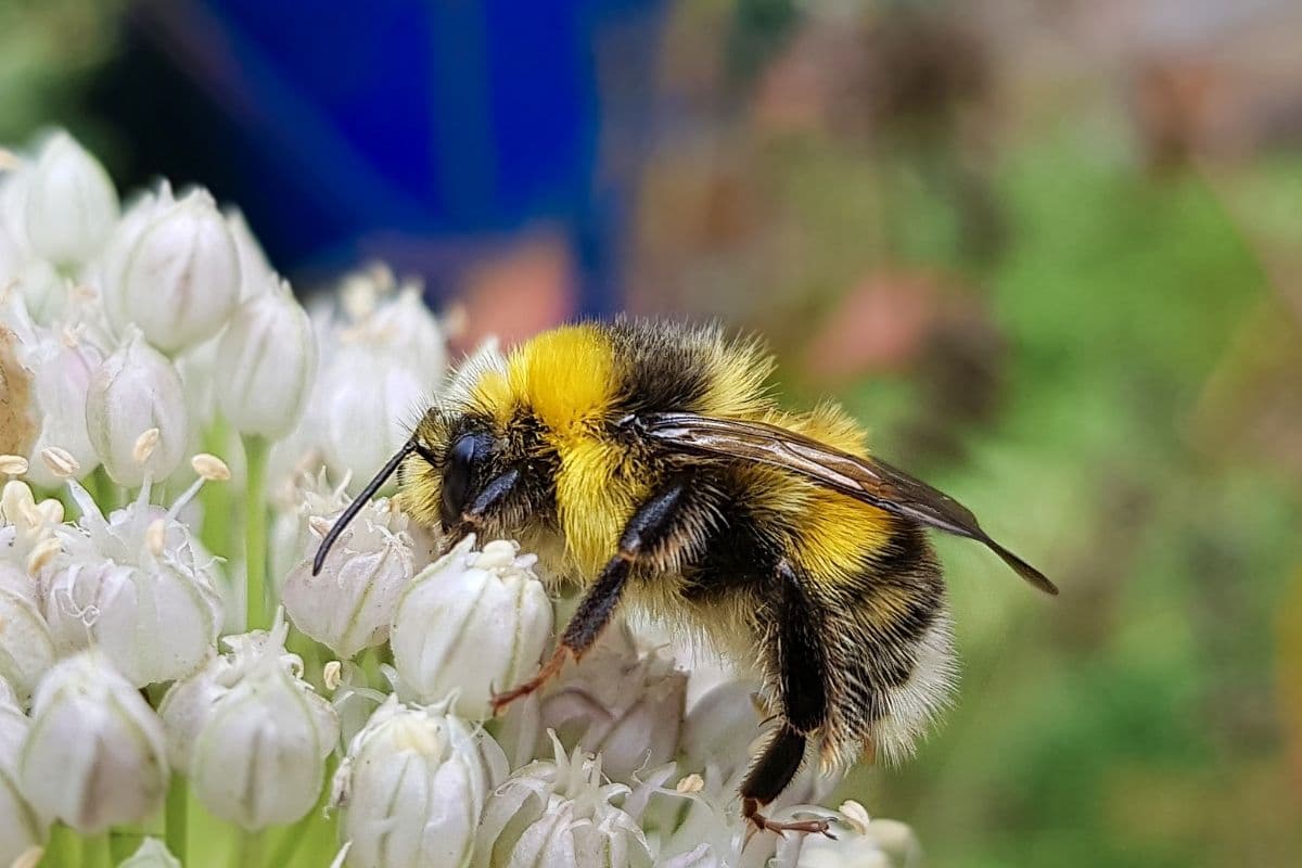 Gartenhummel - Bombus hortorum