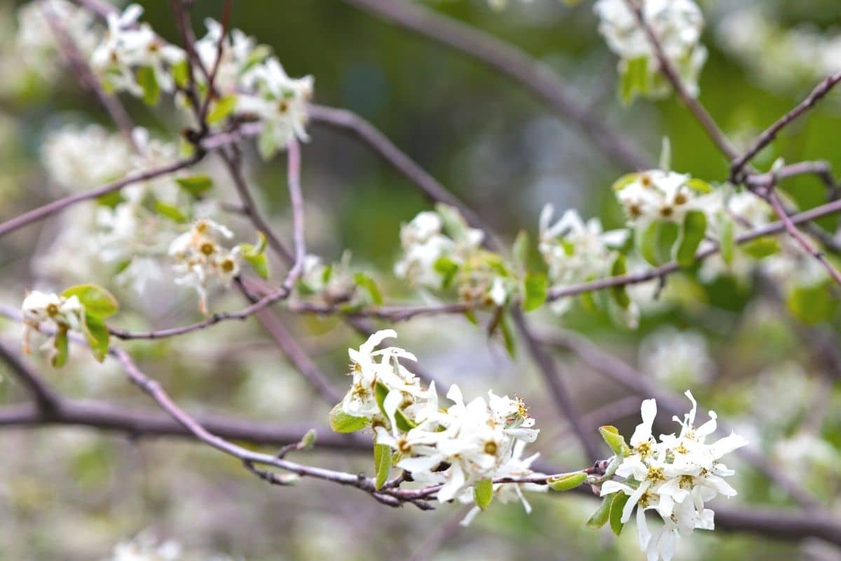 Gemeine Felsenbirne - Amelanchier ovalis