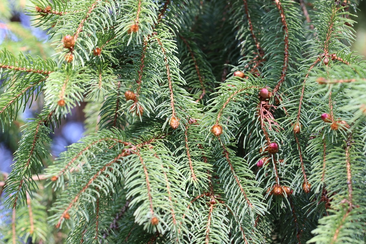 Rotfichte - Picea abies