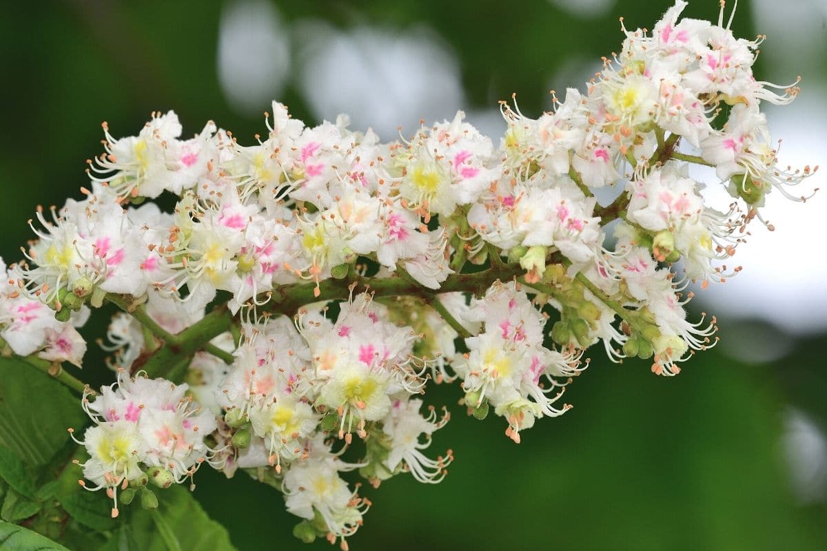 Baum mit weißen Blüten - Rosskastanie