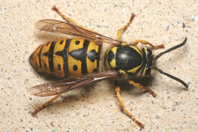 Wespen mit langen Beinen: diese Wespenart ist es - Gartenrat.de