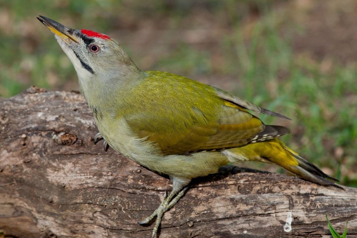 Grauspecht - Picus canus