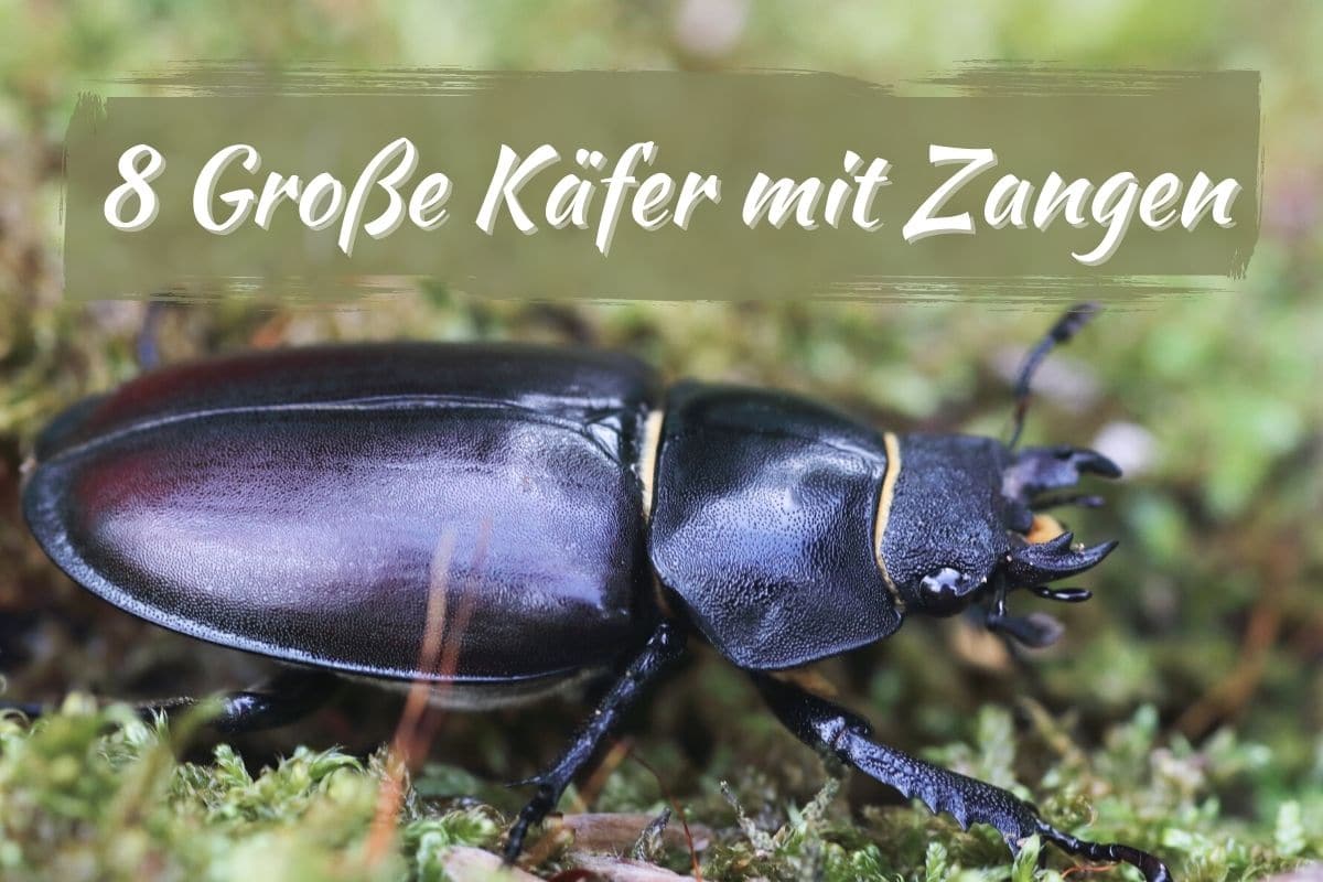 57+ Große Käfer Im Garten, Wir stellen ihnen die häufigsten