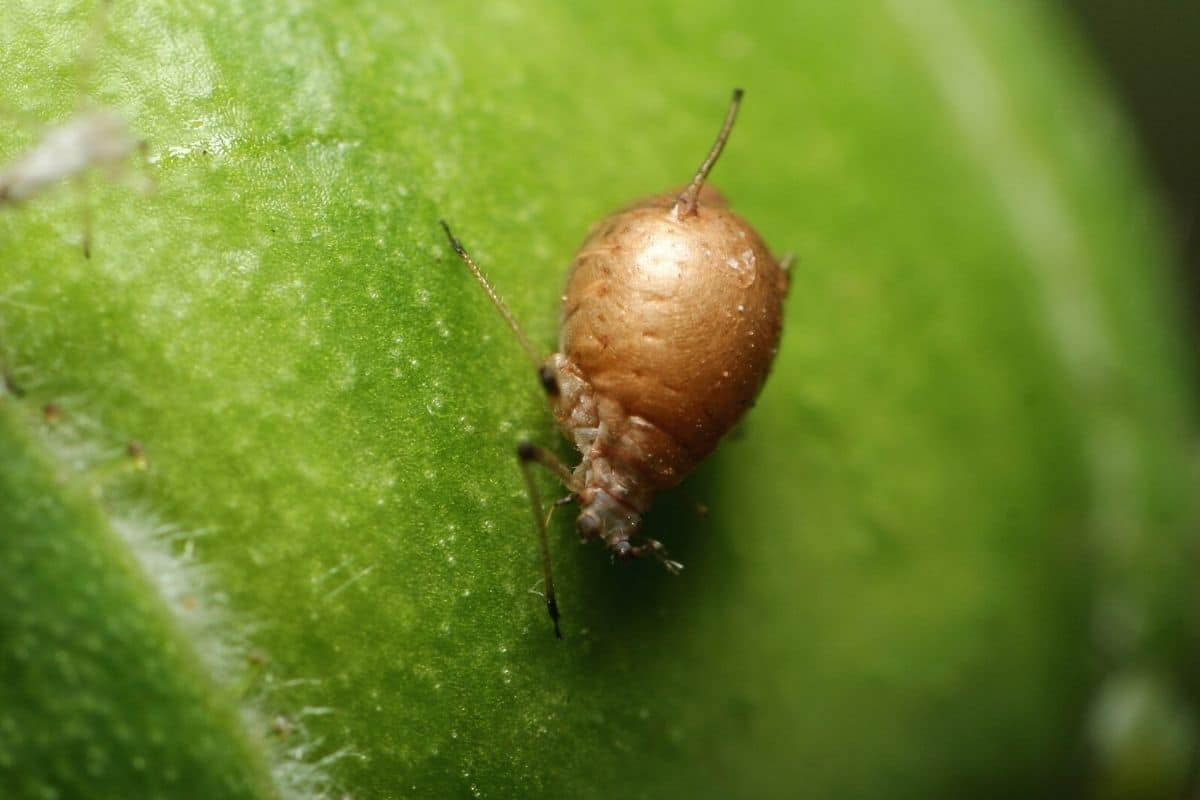 Insekten mit Rüsseln - Pflanzenläuse